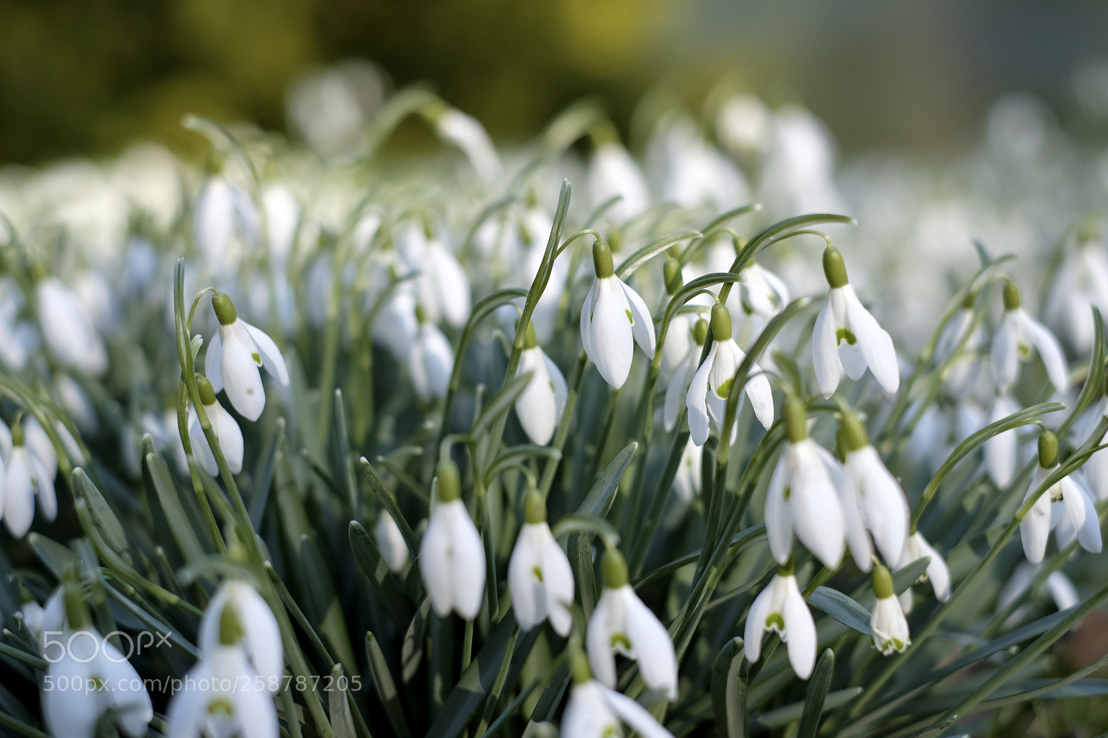 Fujifilm X-T2 sample photo. Snowdrops  photography