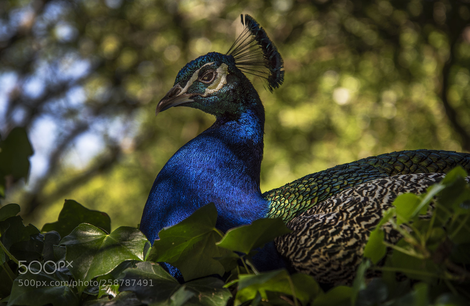 Nikon D750 sample photo. Royal blue photography