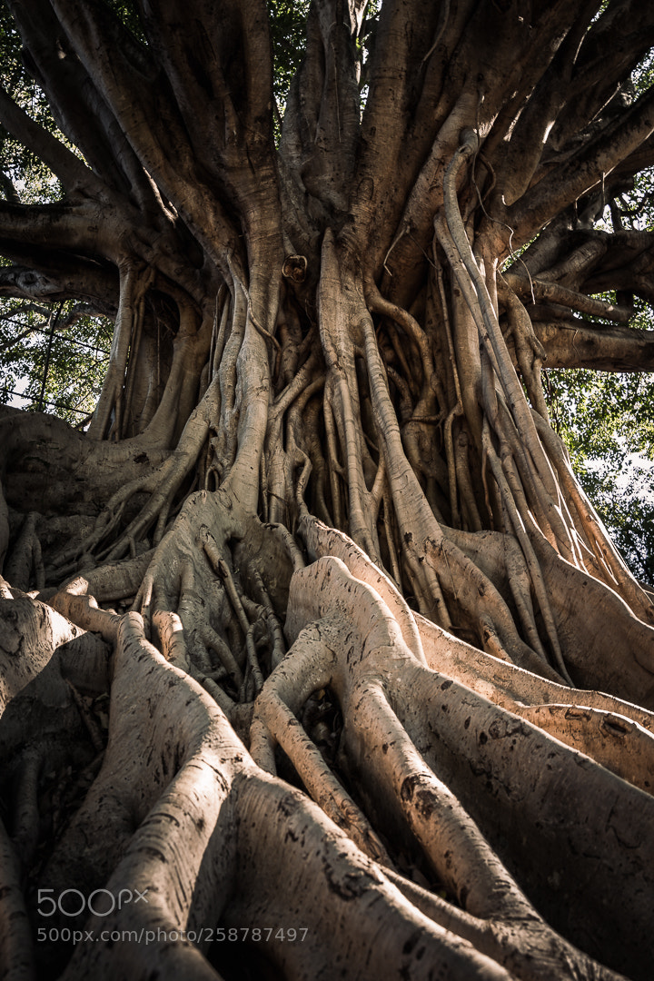 Nikon D7200 sample photo. From below photography