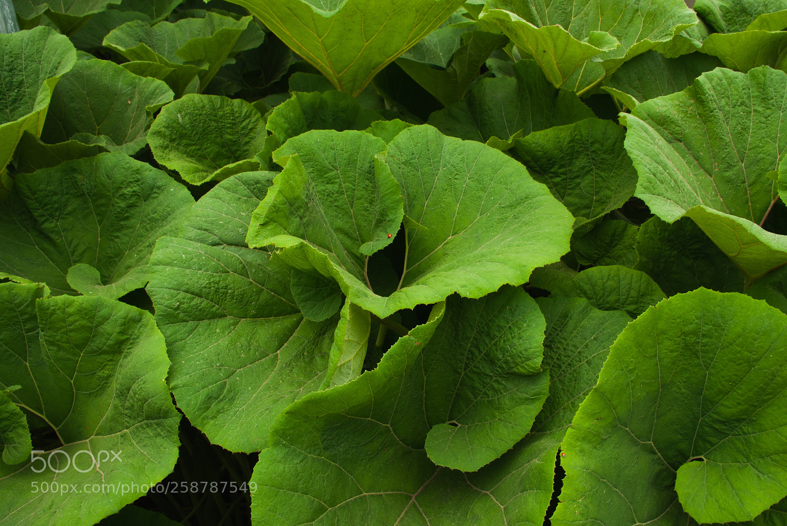 Nikon D40X sample photo. Leaves of plenty photography