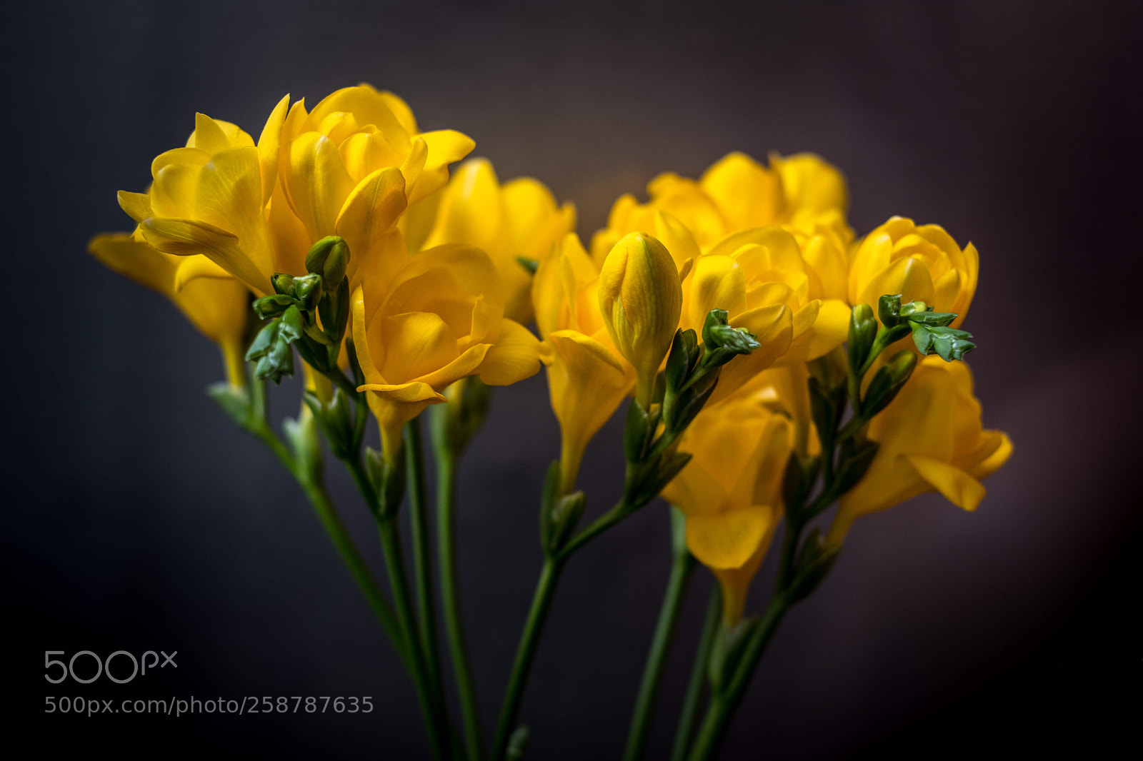 Fujifilm X-T2 sample photo. Fresia photography