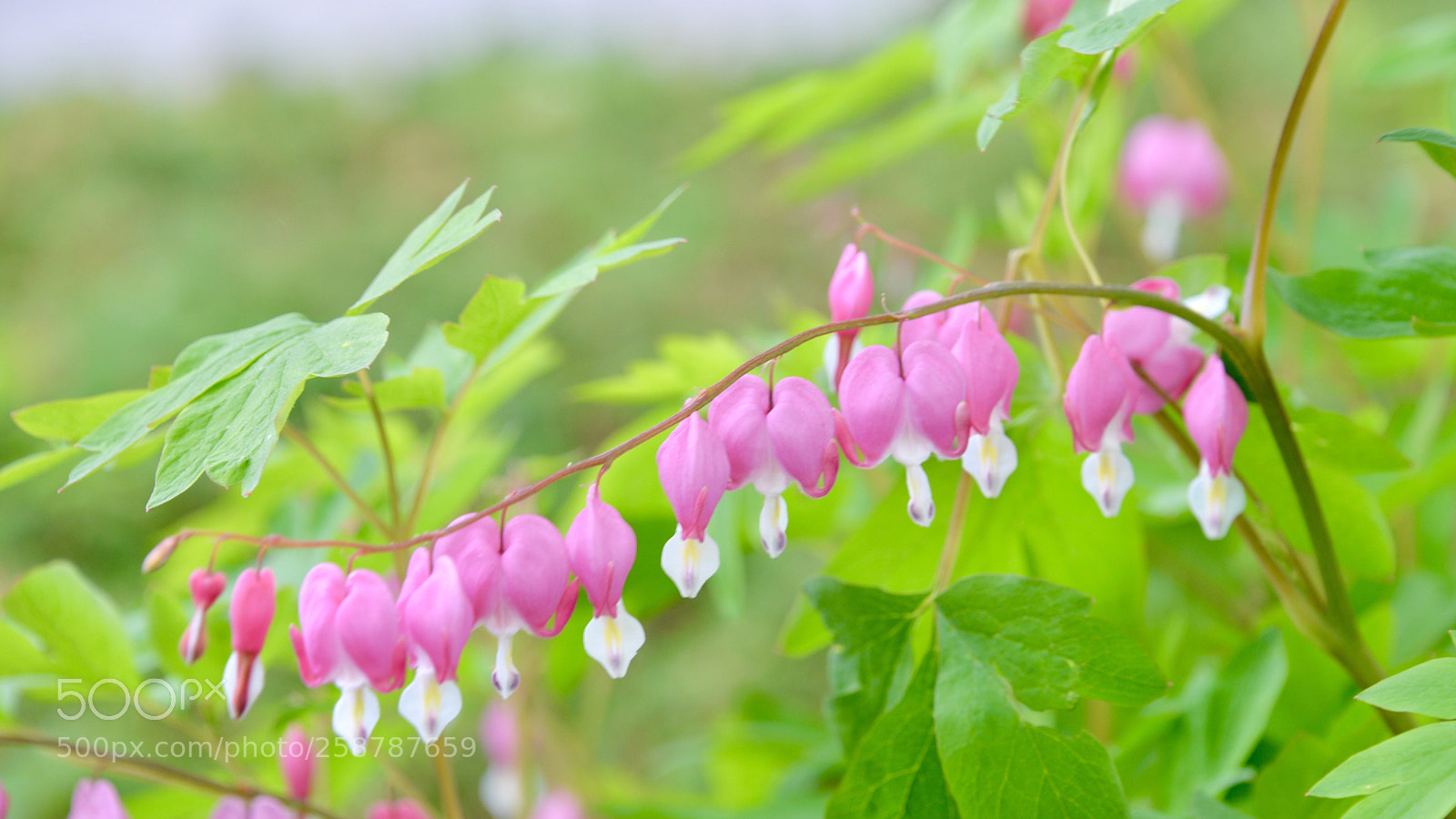 Nikon D610 sample photo. Bleeding hearts photography