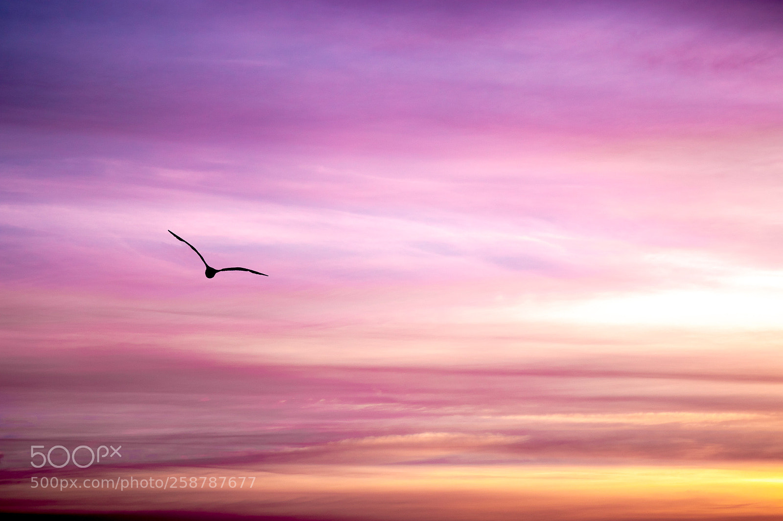 Canon EOS 80D sample photo. Free bird photography