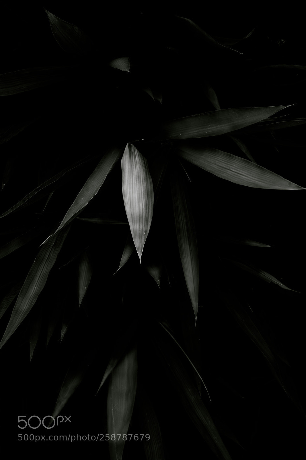 Nikon D850 sample photo. Leaves photography