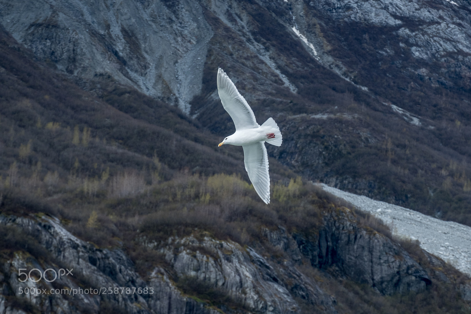 Fujifilm X-Pro2 sample photo. Seagull photography