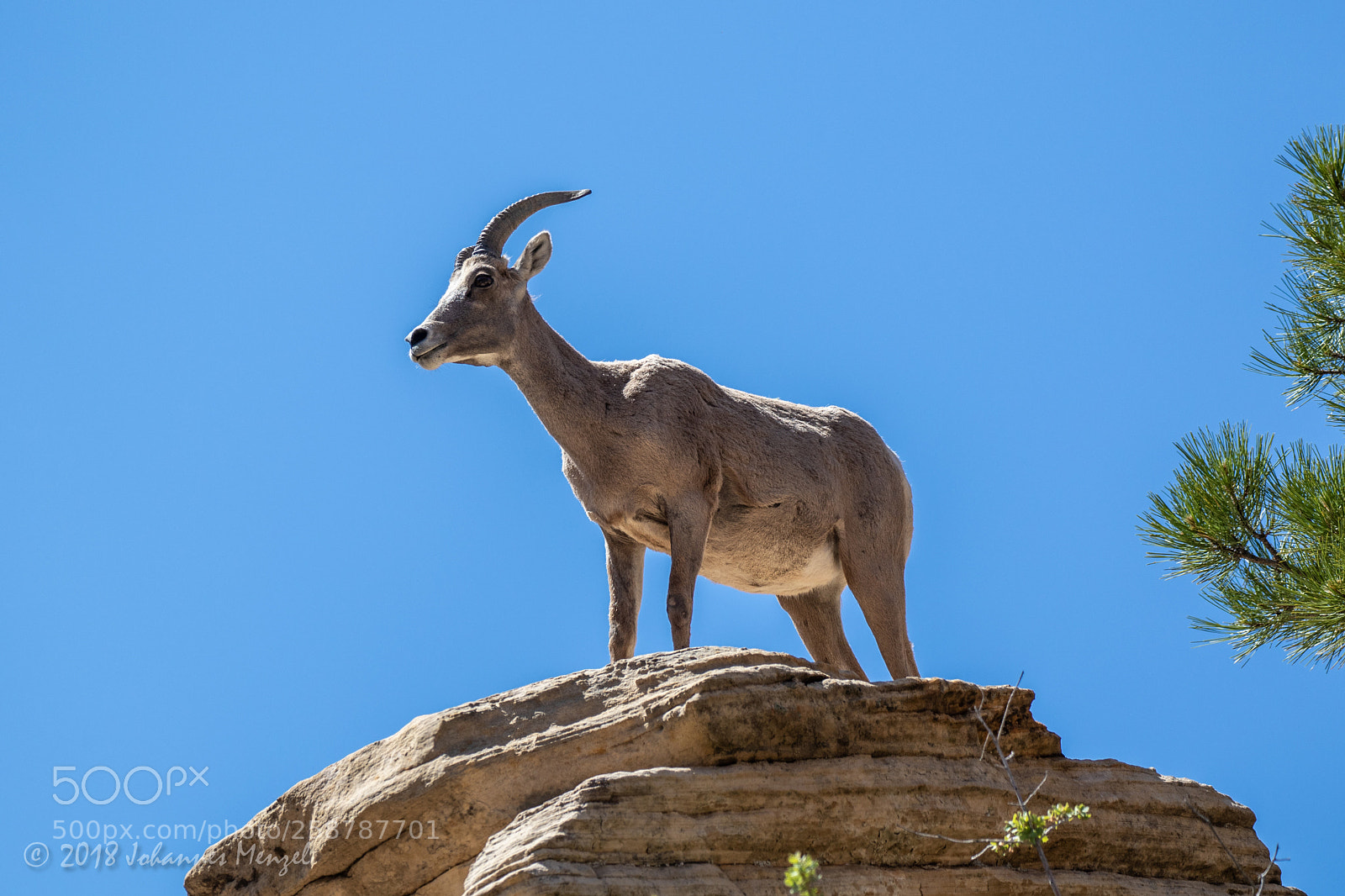Canon EOS 7D Mark II sample photo. Sheep on the rocks photography