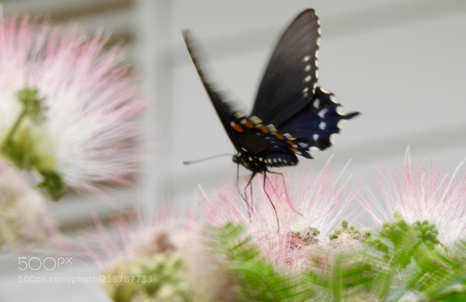 Nikon Coolpix B700 sample photo. Butterfly on mimosa flower photography