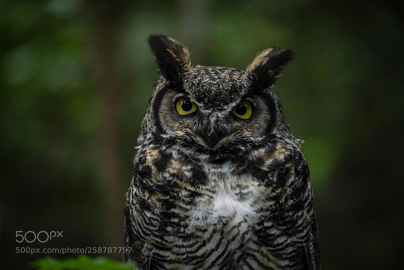 Sony a7R III sample photo. Owl photography
