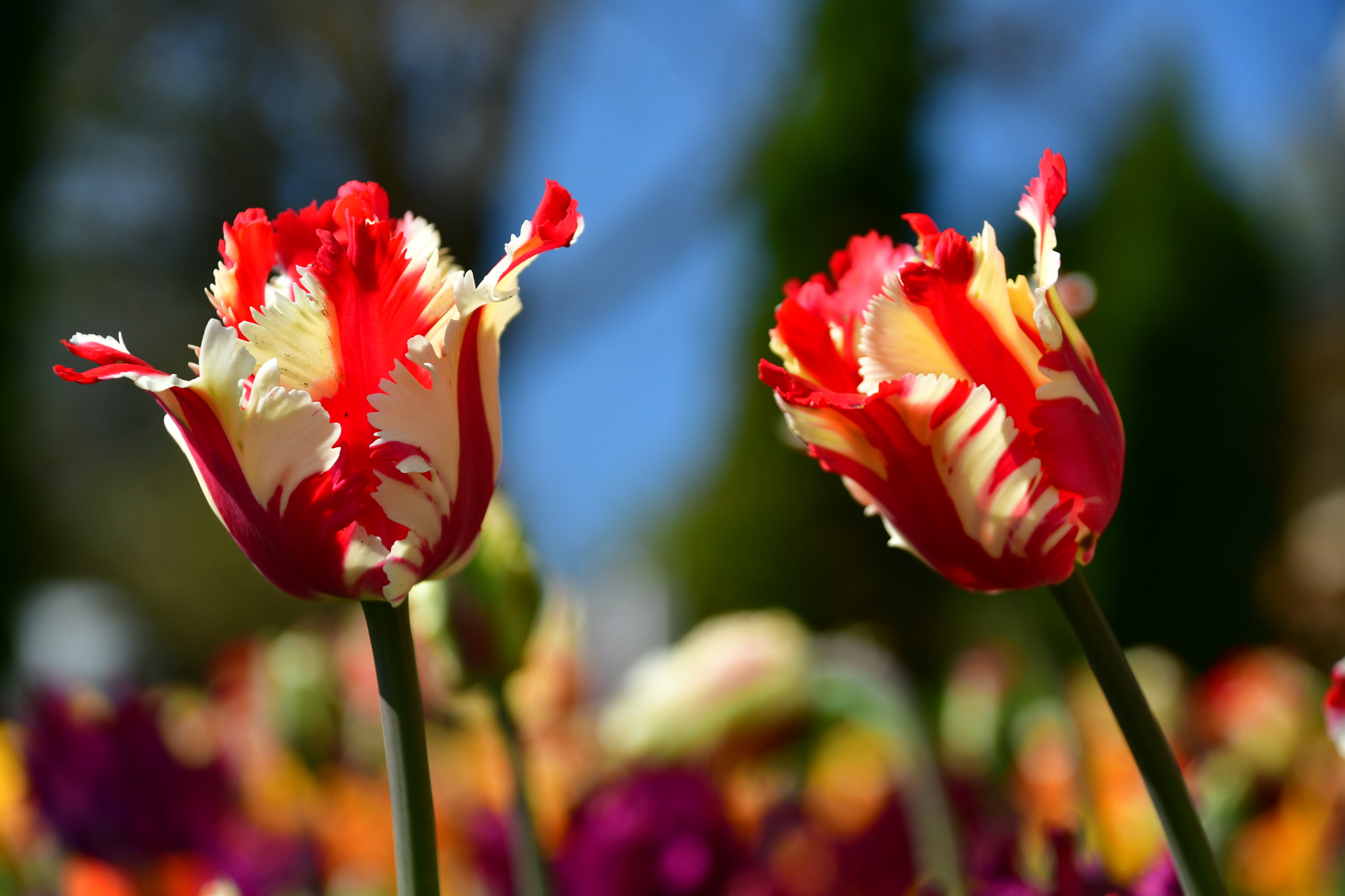 Nikon D7500 sample photo. Colorful tulips photography