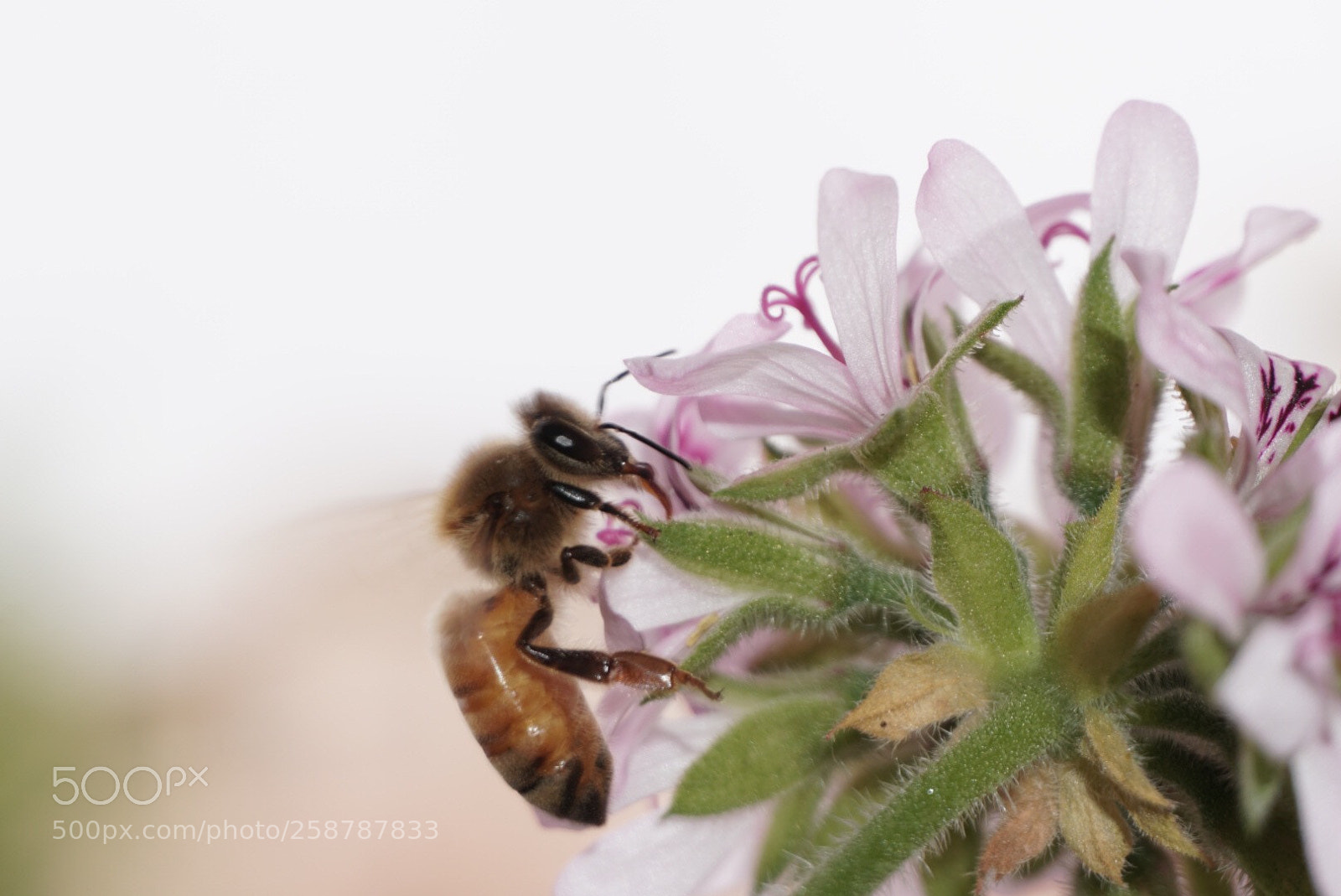 Sony a6300 sample photo. Bee photography