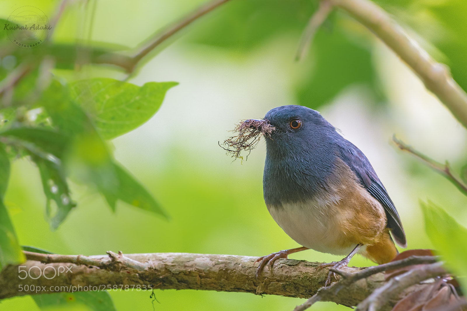 Nikon D500 sample photo. Nilgiri sholakili with nesting photography