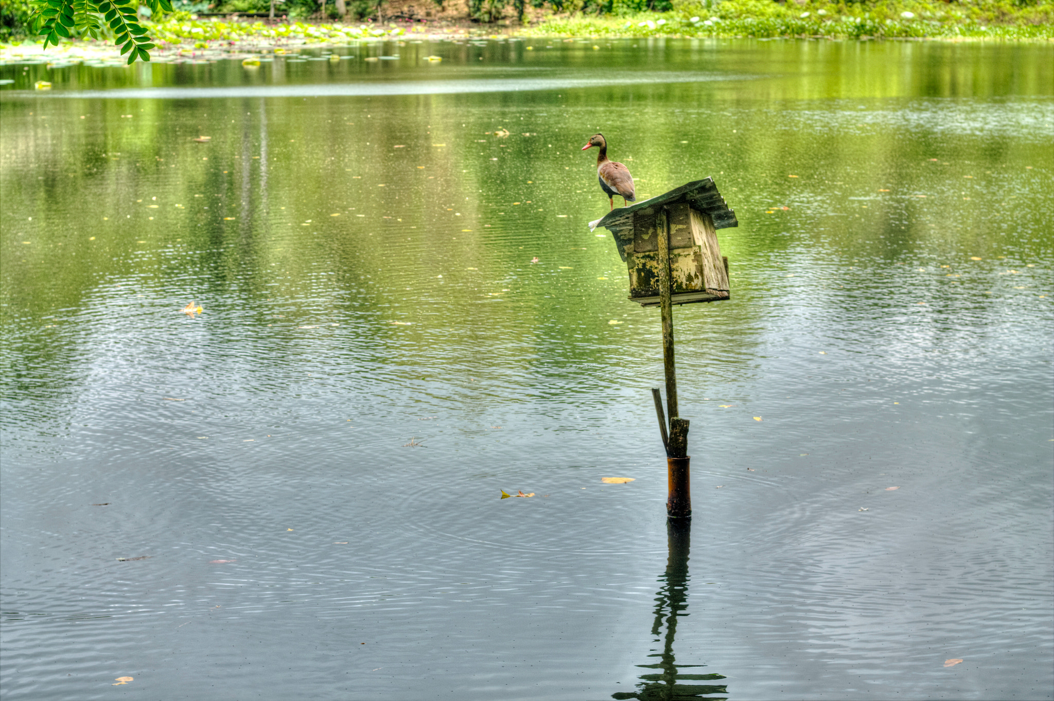 Canon EOS 1100D (EOS Rebel T3 / EOS Kiss X50) sample photo. Wild fowl trust -trinidad photography