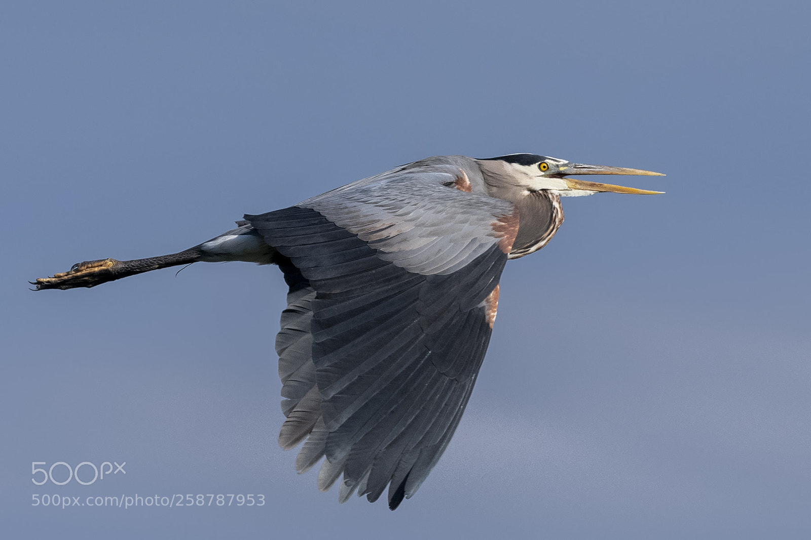 Nikon D850 sample photo. Great blue heron fly photography