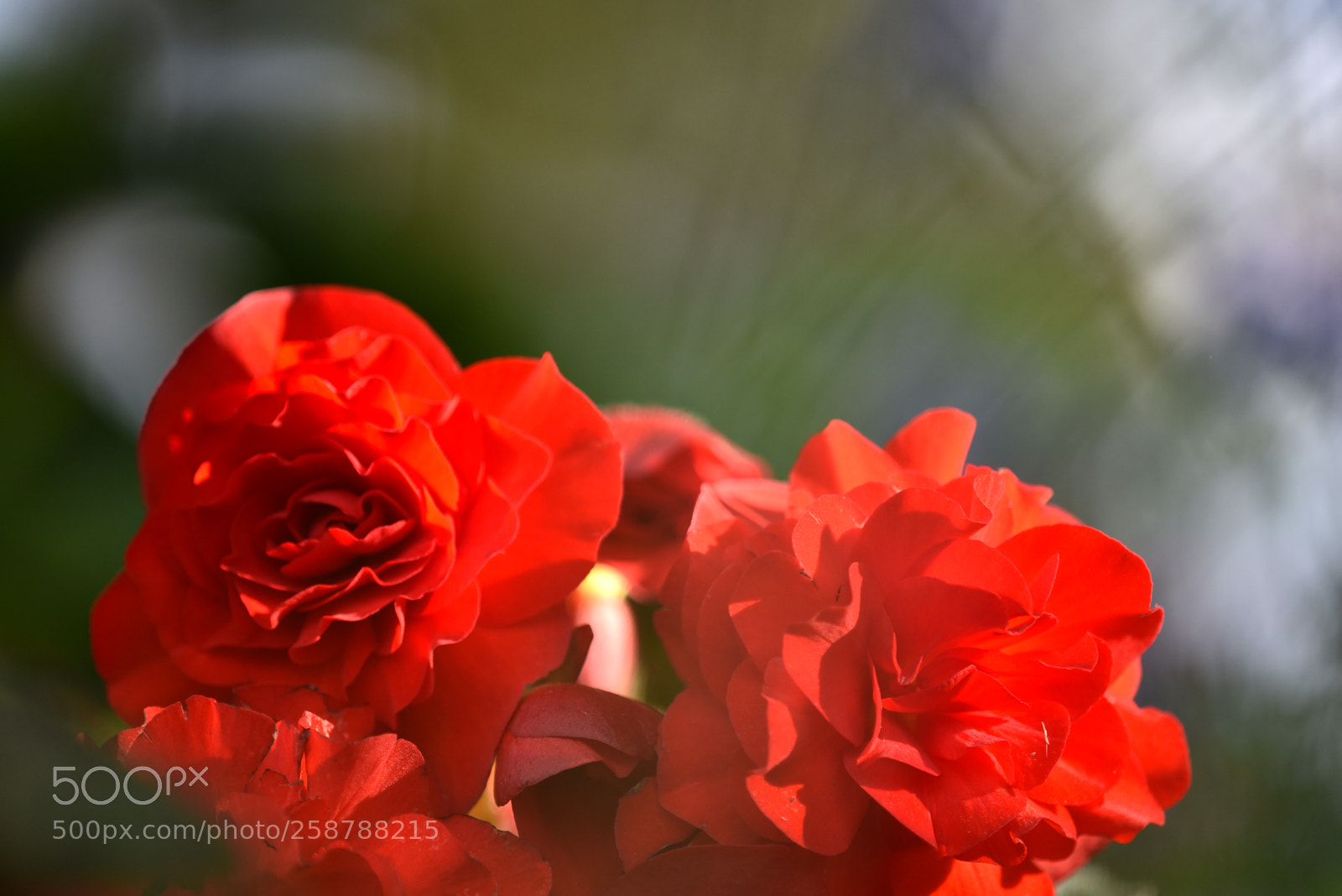 Nikon D750 sample photo. Flowers 04 photography