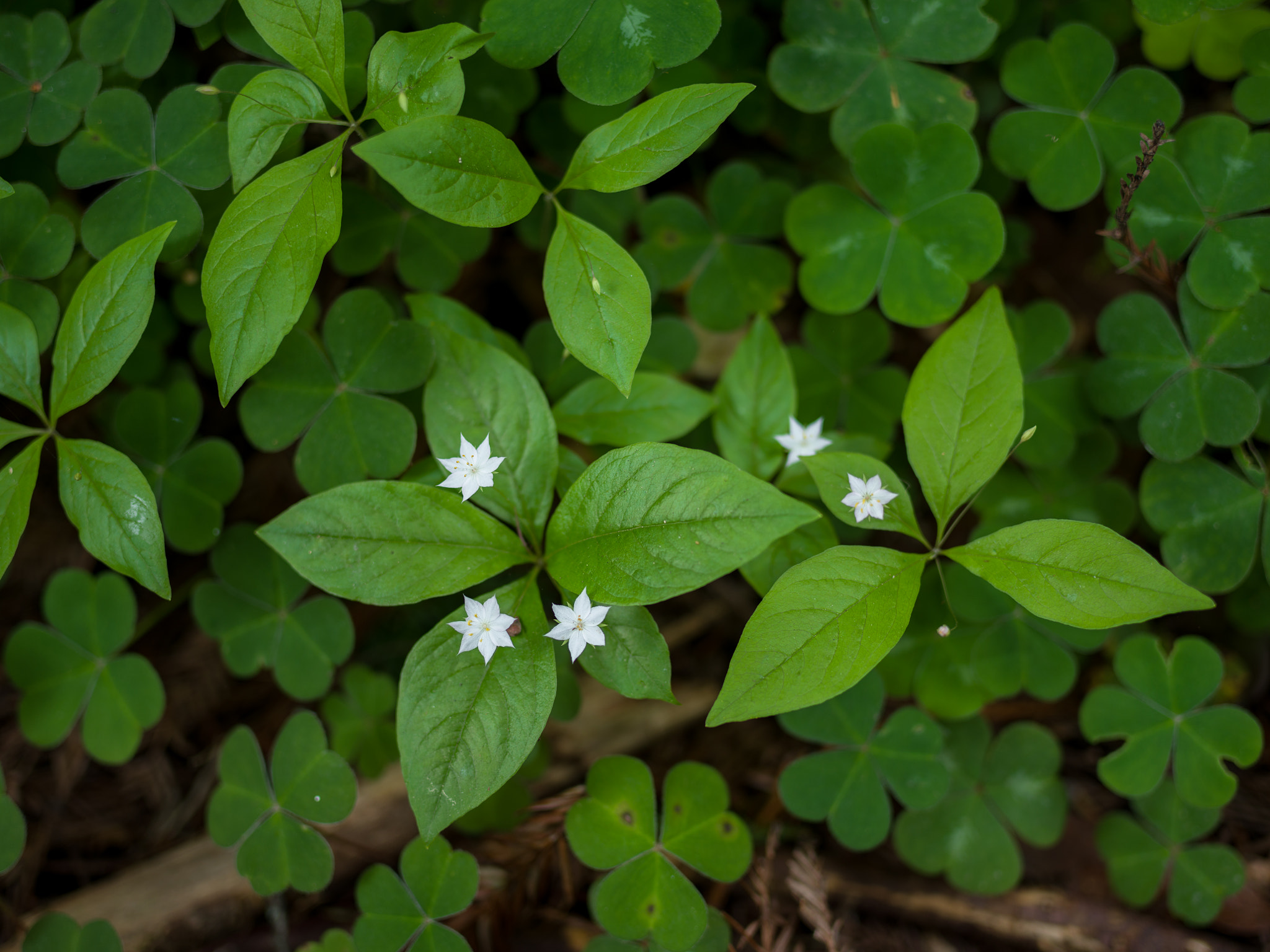 Pentax 645Z sample photo. Pacific starflower photography