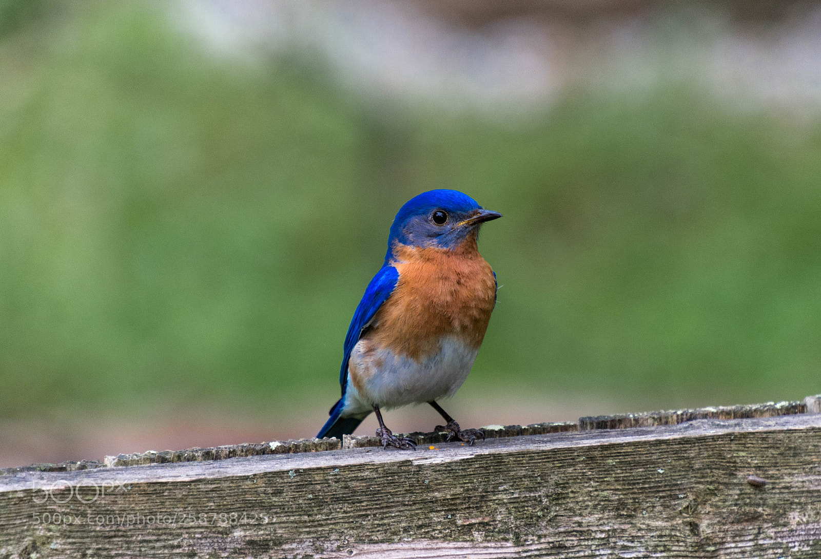 Nikon D7200 sample photo. Blue songbird photography