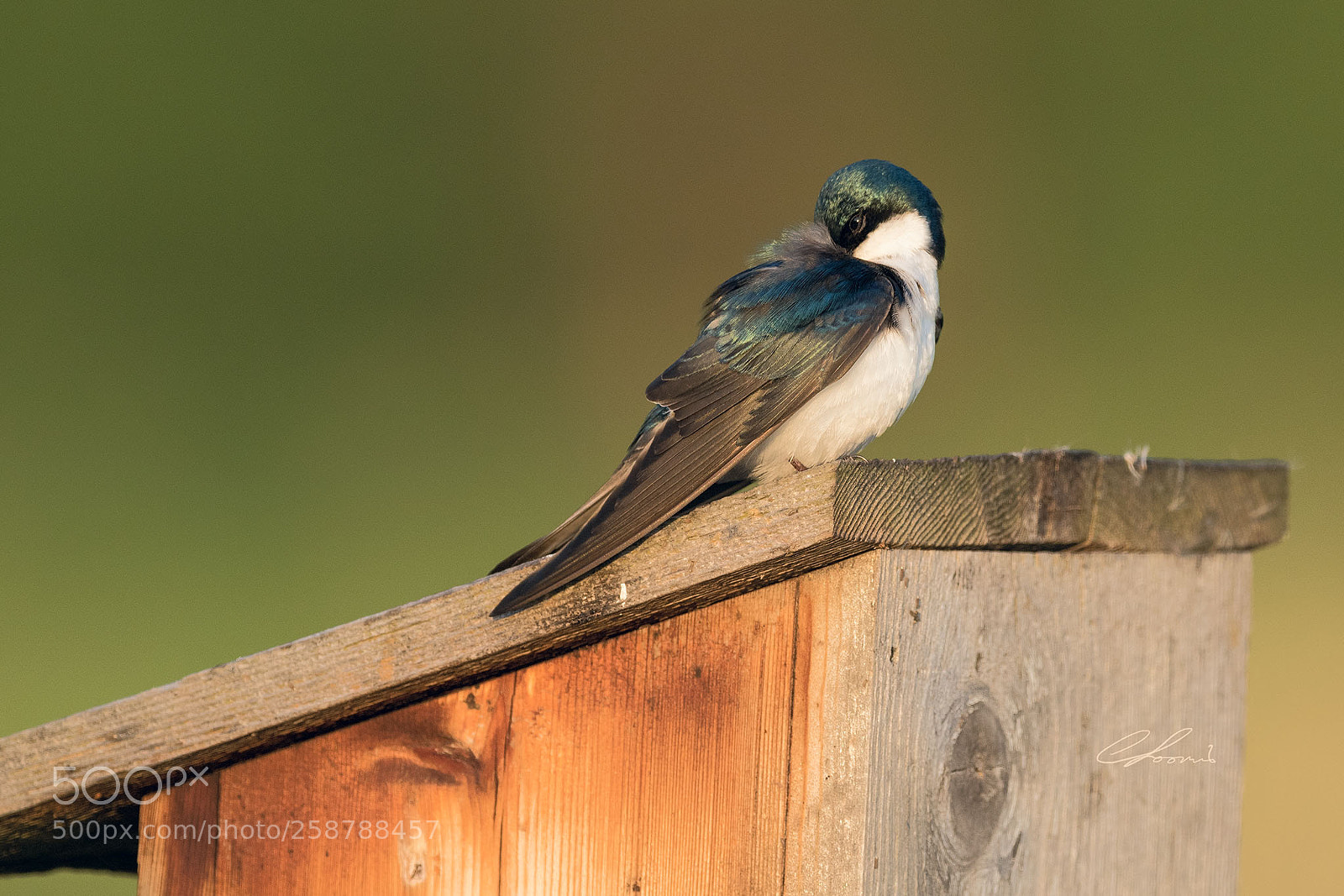 Nikon D810 sample photo. Early morning preening photography