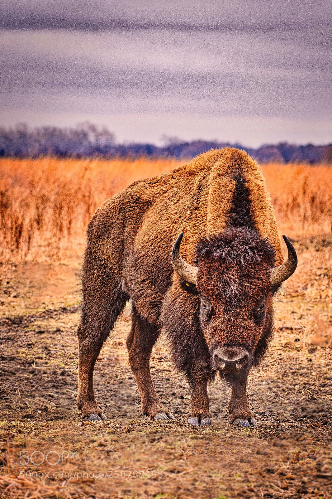 Nikon D500 sample photo. Frosty bison nebraska photography