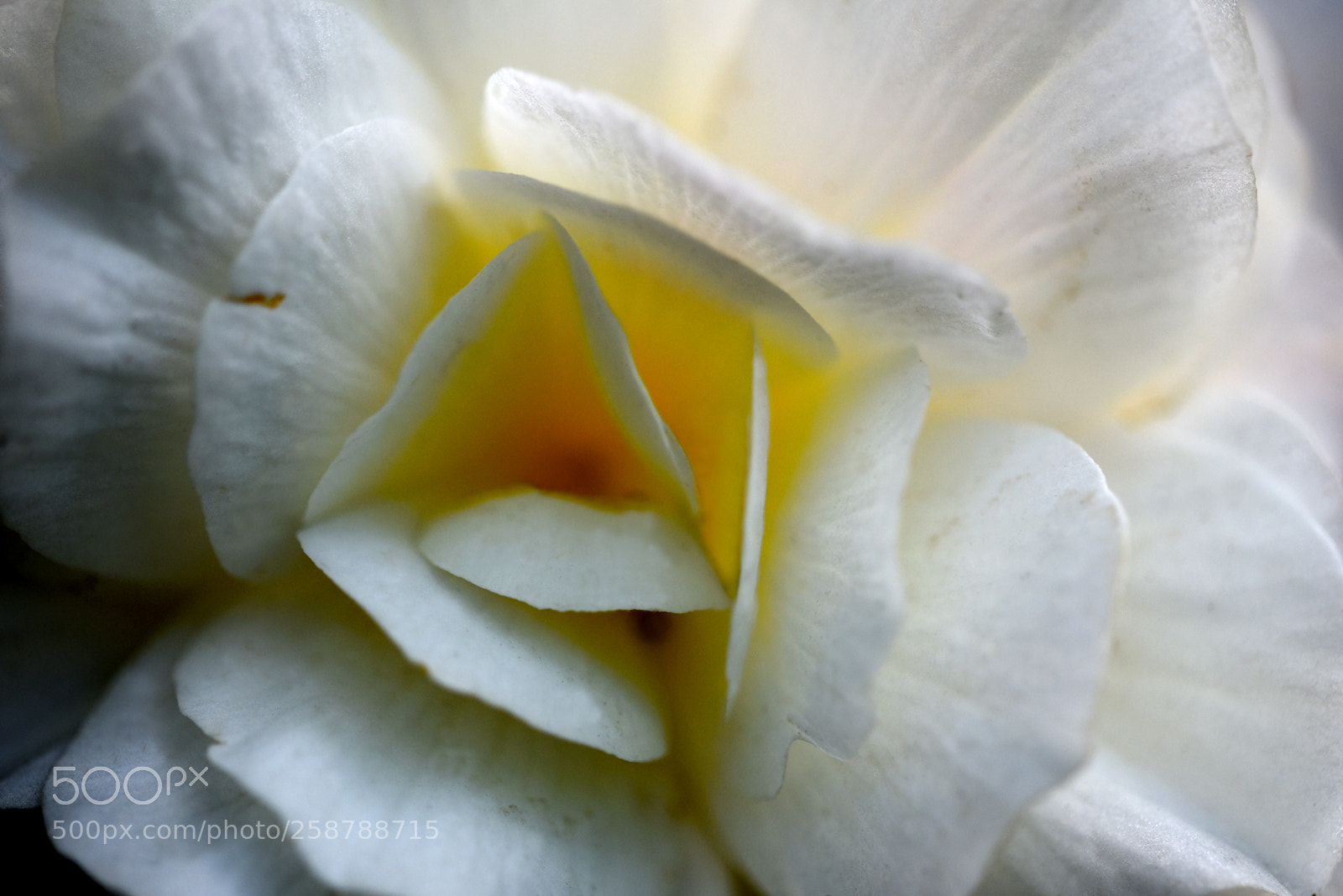 Nikon D750 sample photo. Flowers 05 photography