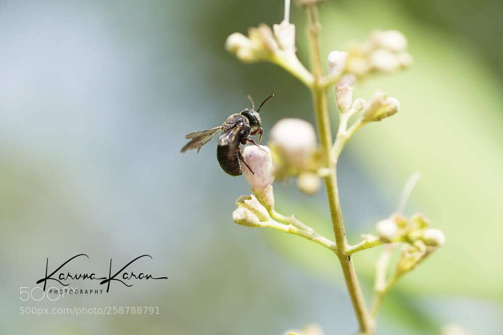 Sony a99 II sample photo. Sing alone !!! photography