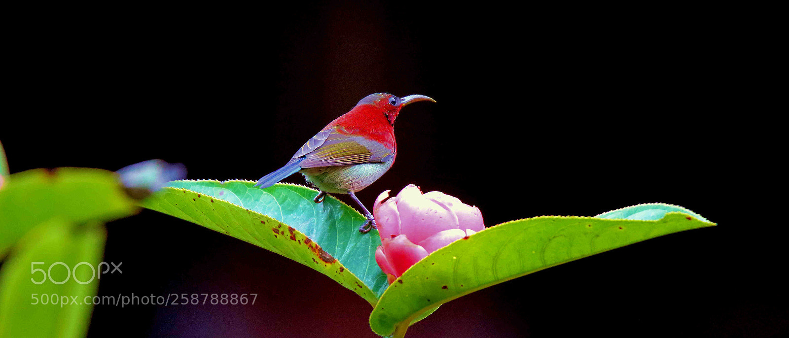 Canon EOS 7D Mark II sample photo. Crimson sunbird photography