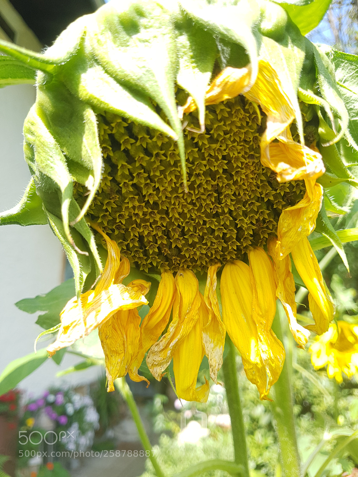Samsung Galaxy S7 sample photo. 20160815_142824.jpg photography