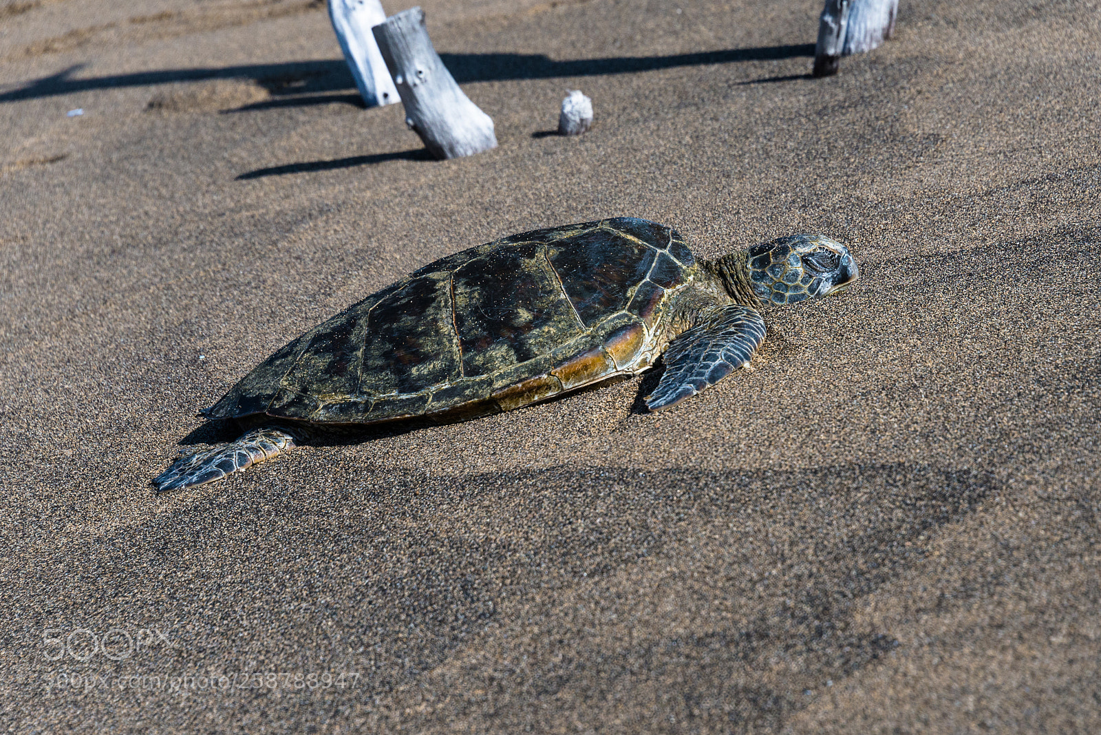 Nikon D600 sample photo. Honu hawaii photography