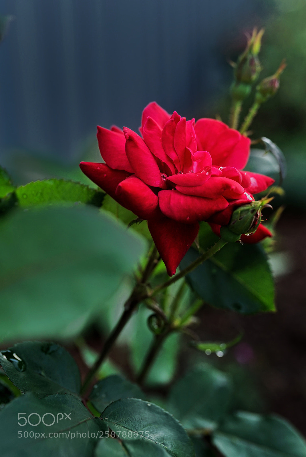 Sony a7 sample photo. Rose photography