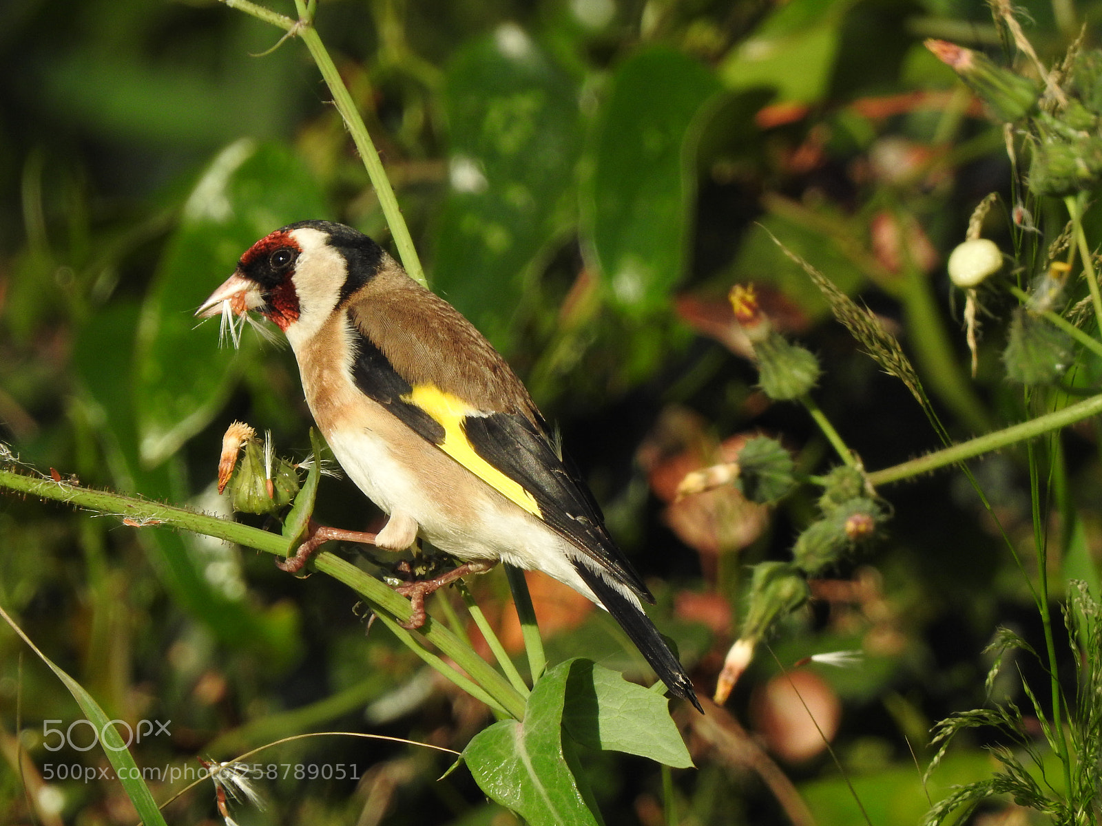 Nikon Coolpix P900 sample photo. European goldfinch photography