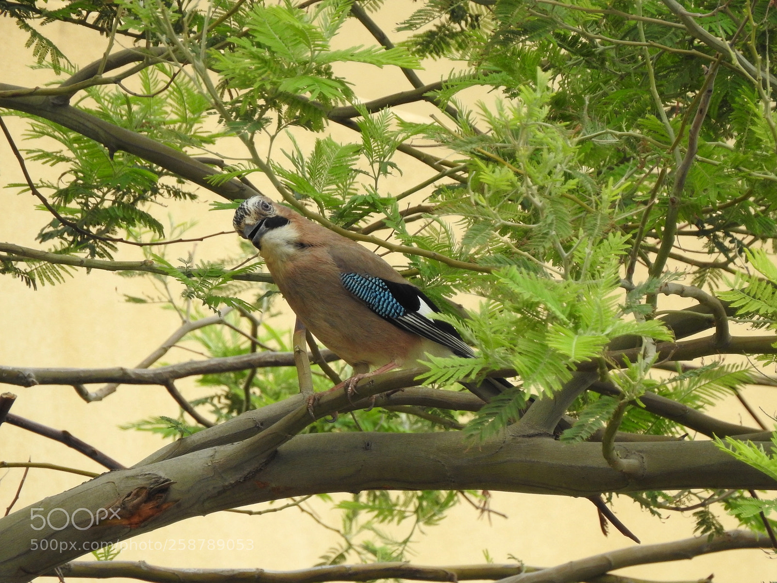 Nikon Coolpix P900 sample photo. Eurasian jay photography