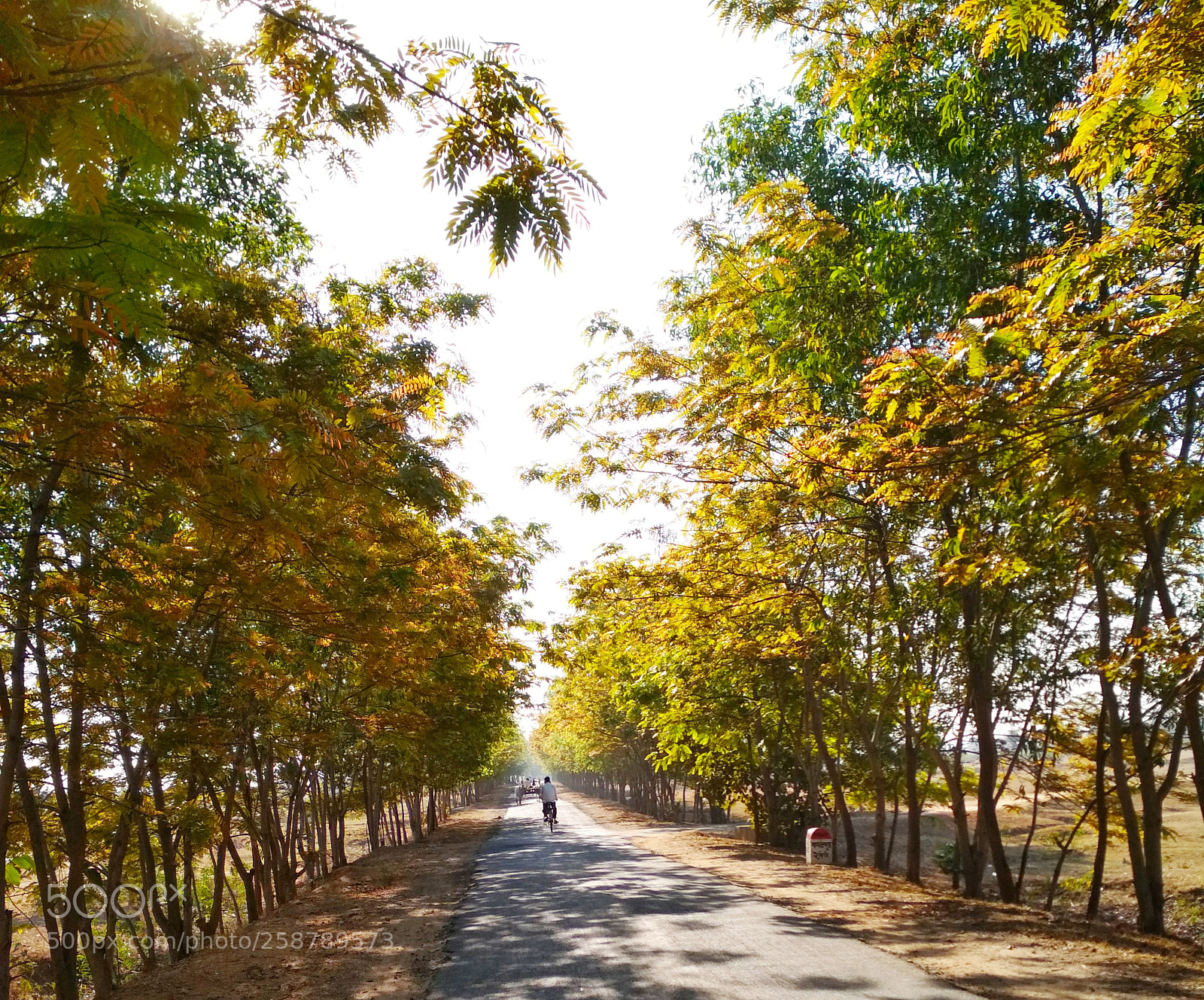 Xiaomi Redmi 4 Pro sample photo. Untitled photography