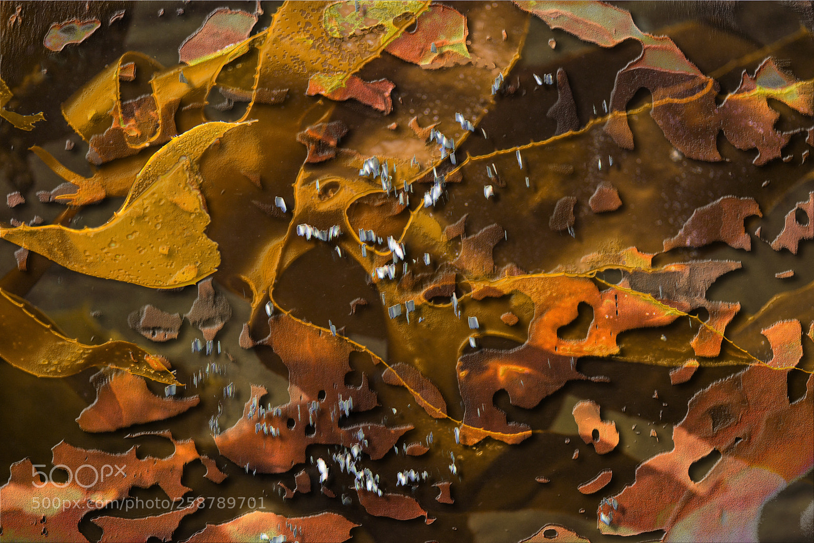 Nikon D600 sample photo. Orange and white photography