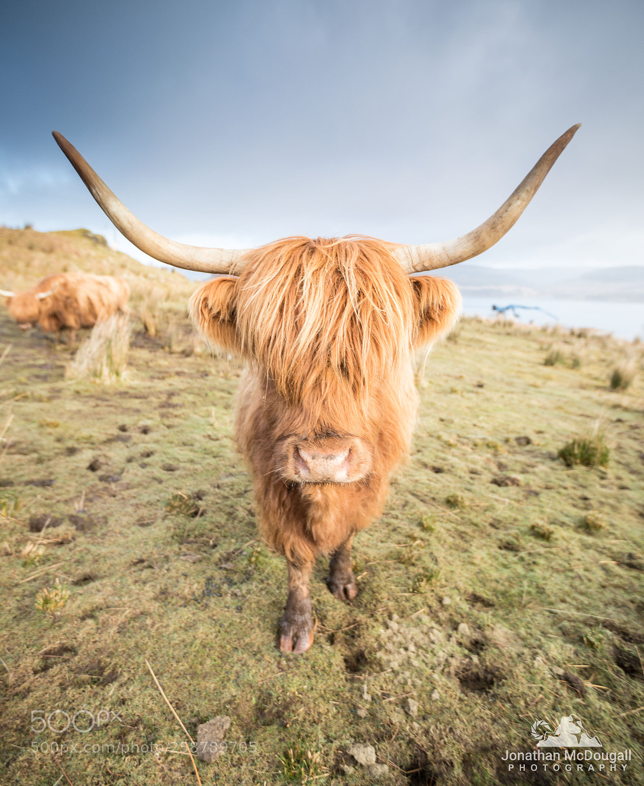 Canon EOS 5D Mark IV sample photo. Friendly cow photography