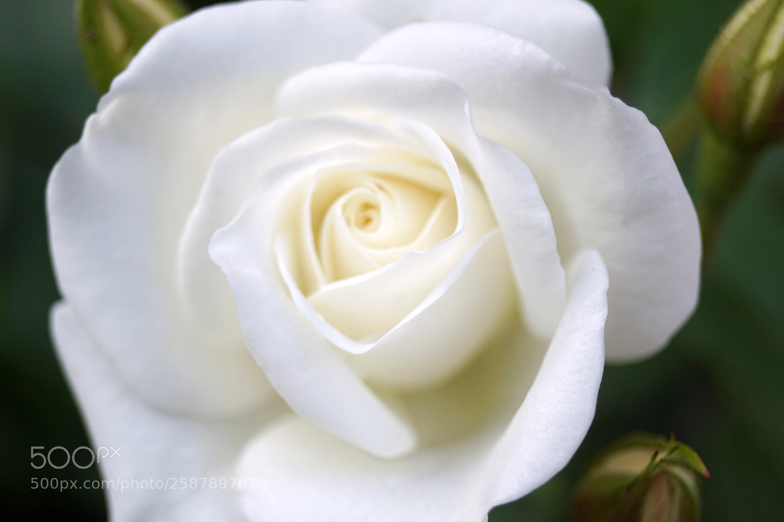 Sony SLT-A68 sample photo. Purity photography