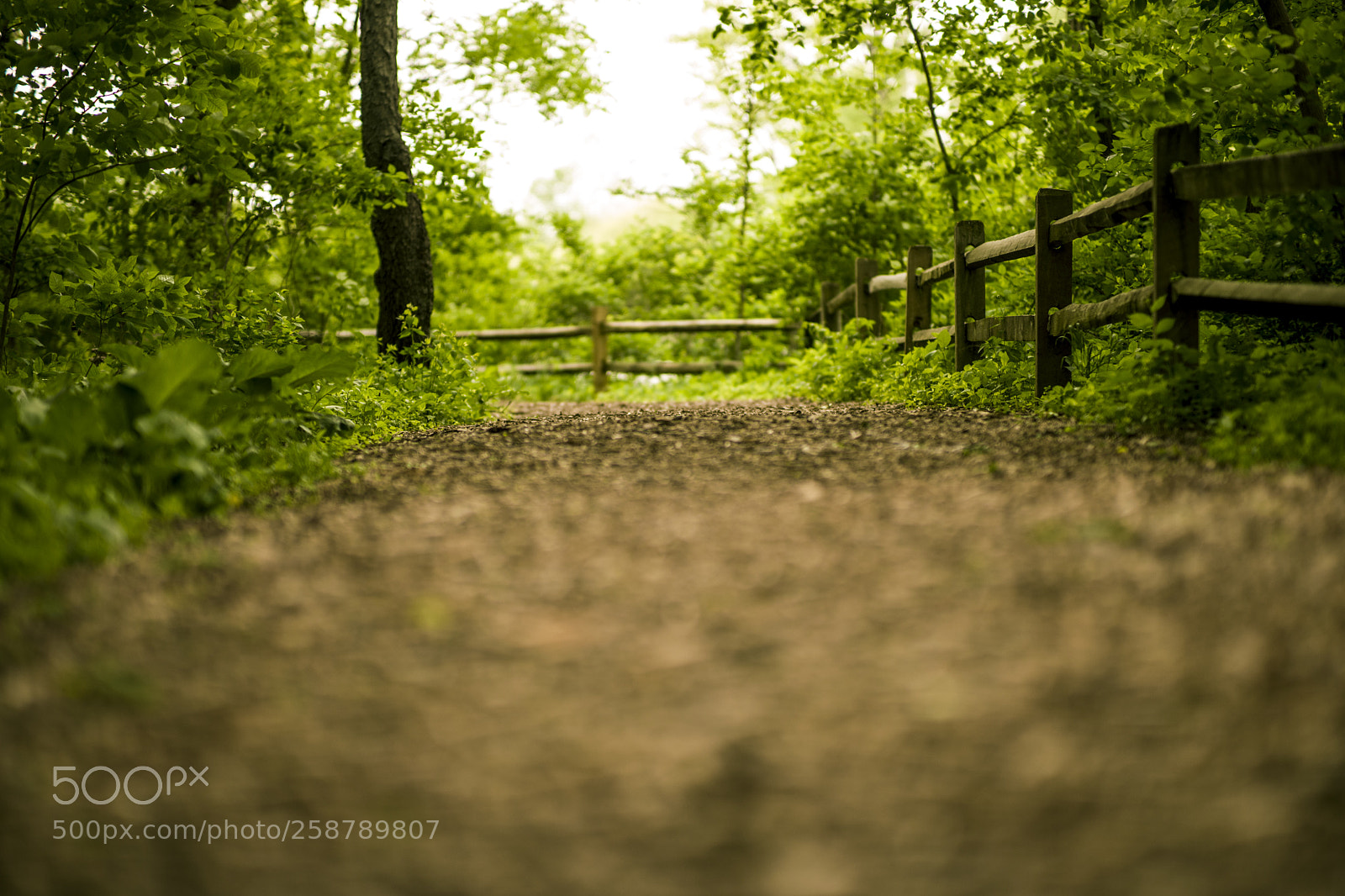 Sony a7 II sample photo. Fenced in photography