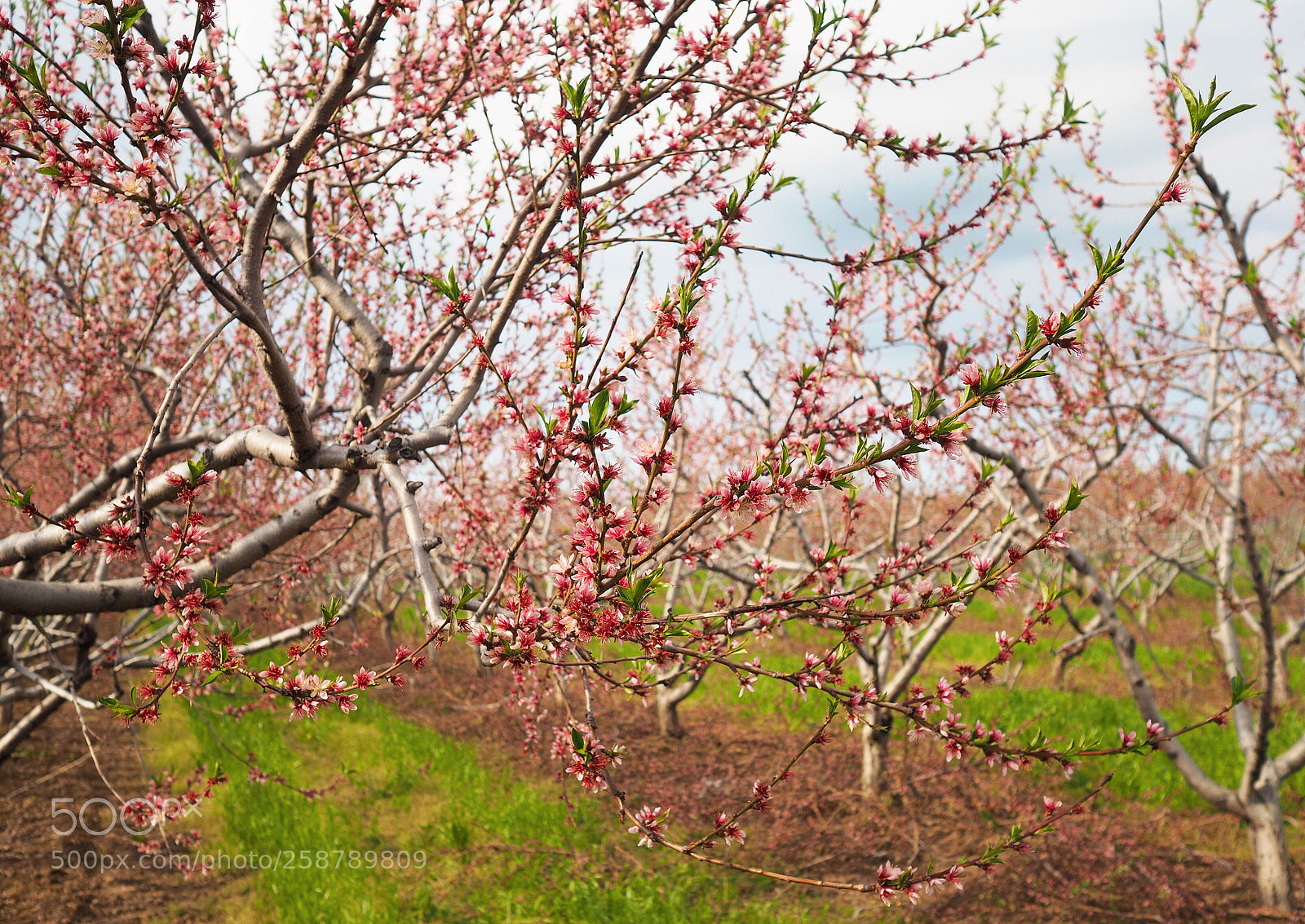 Olympus OM-D E-M10 II sample photo. Peach blossoms photography