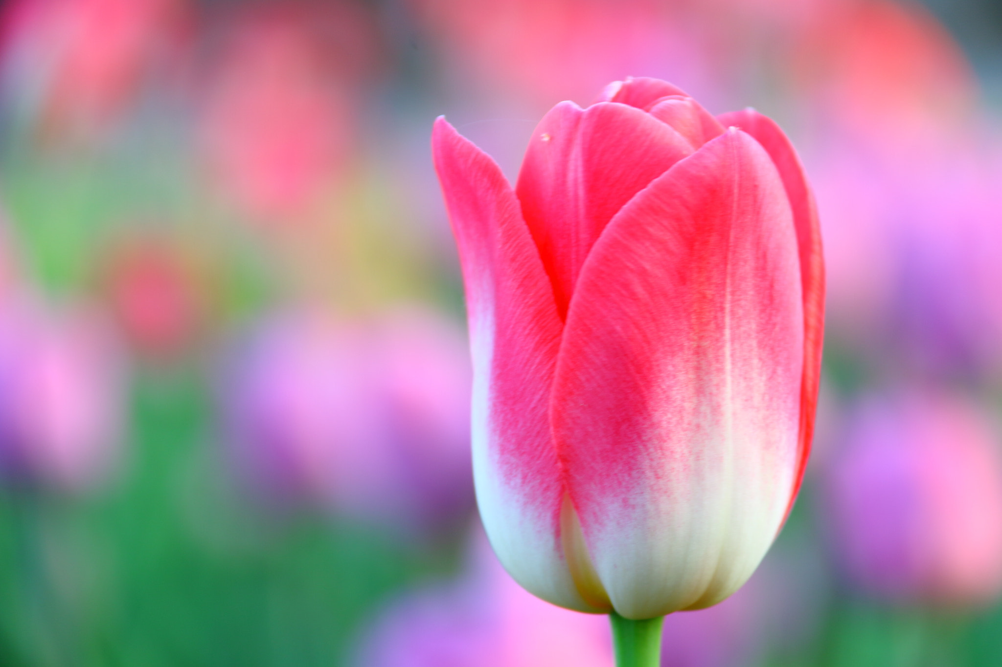 Canon EF-S 18-200mm F3.5-5.6 IS sample photo. Purple tulip photography