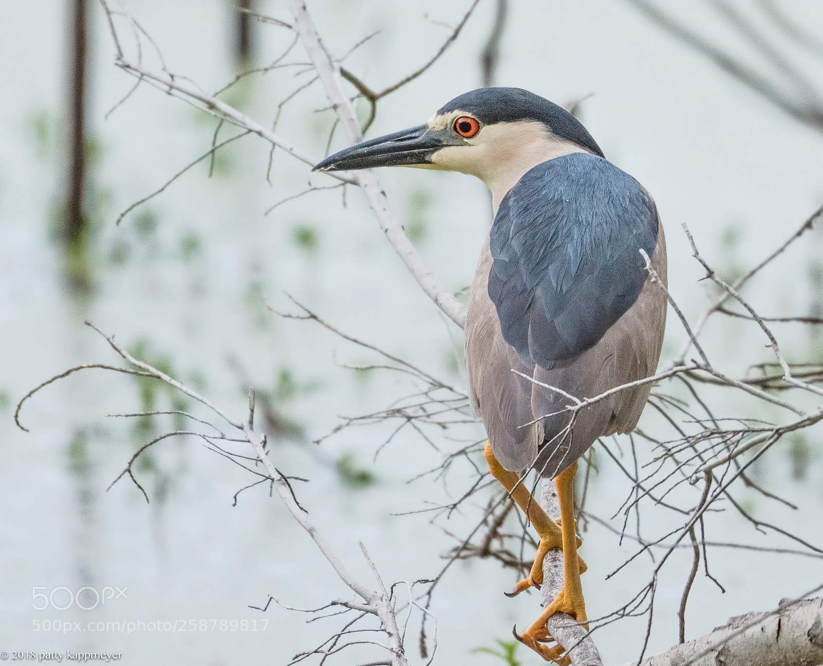 Nikon D7200 sample photo. Pinckney may starr pond photography