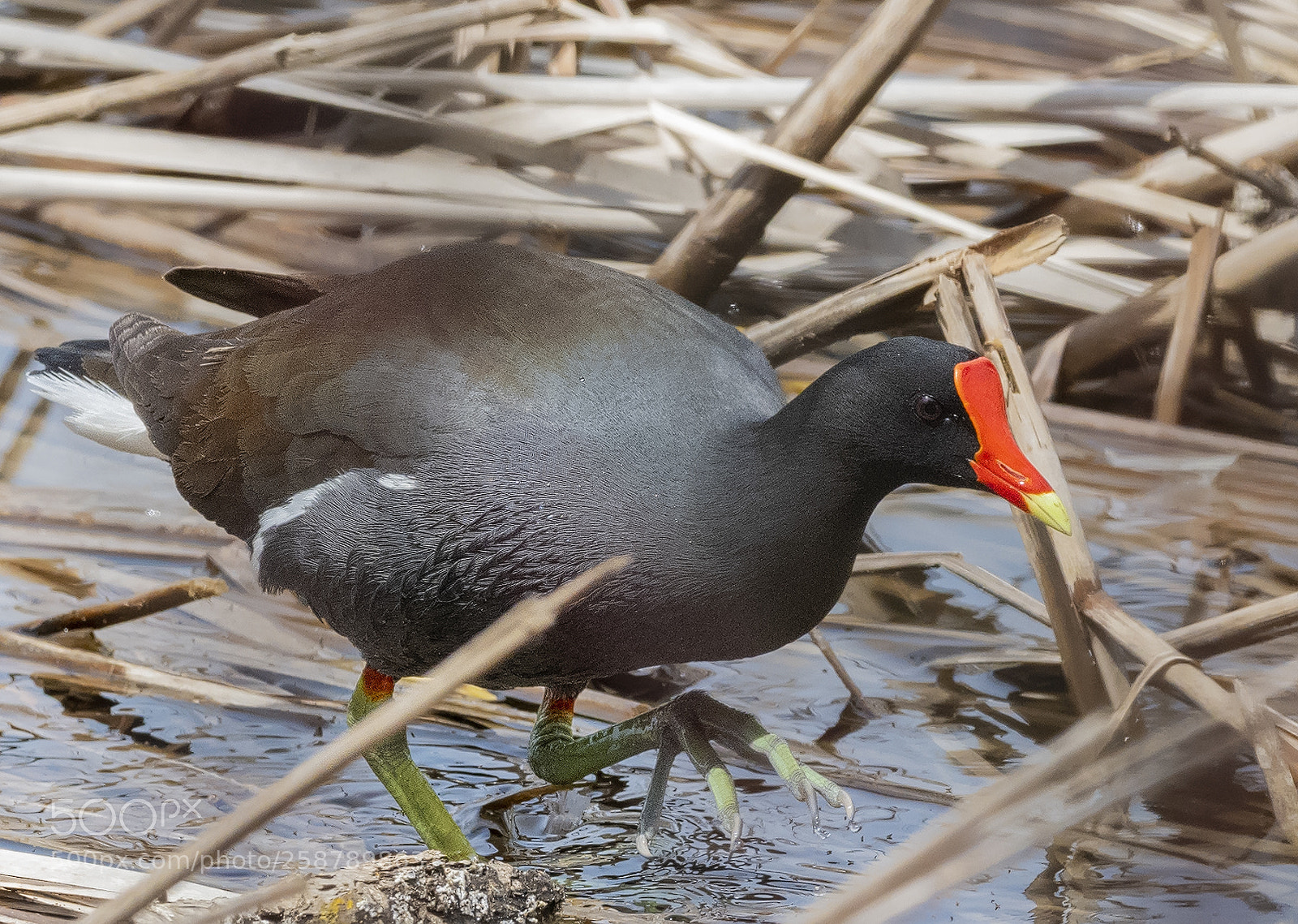 Nikon D850 sample photo. Common gallinule photography