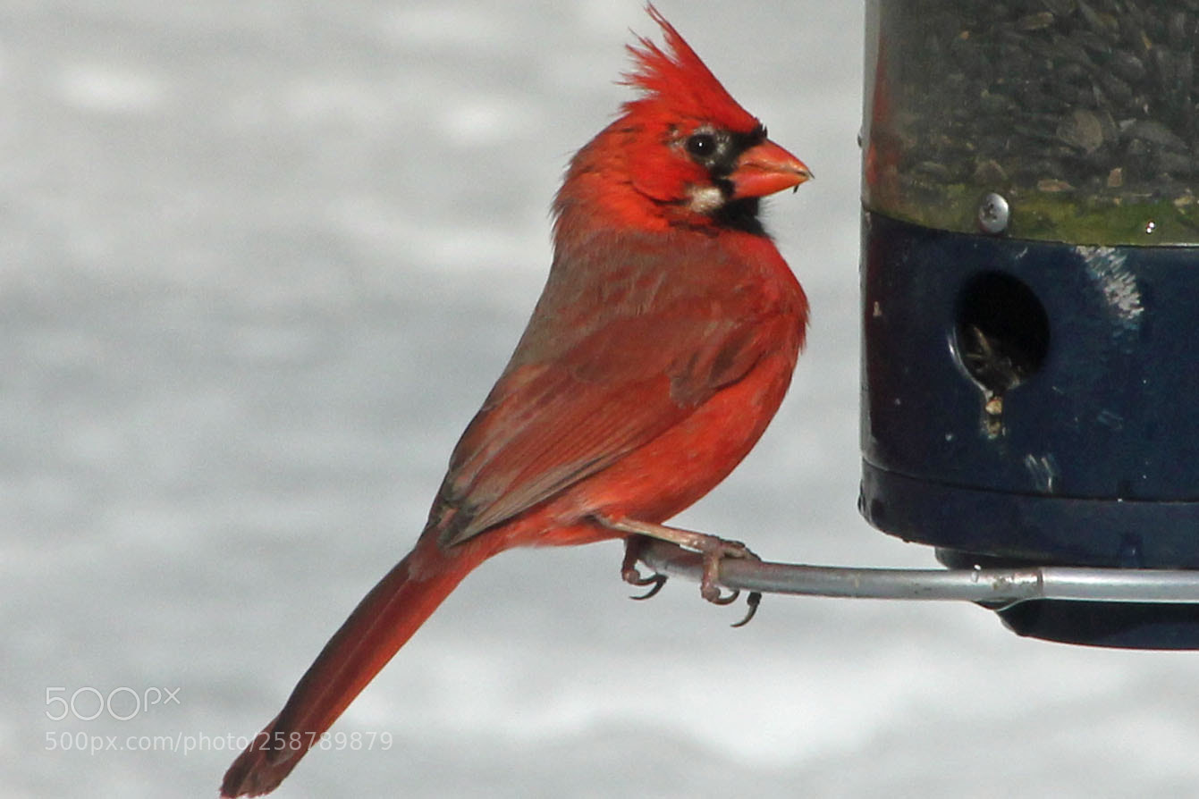 Canon EOS 550D (EOS Rebel T2i / EOS Kiss X4) sample photo. Northern cardinal photography