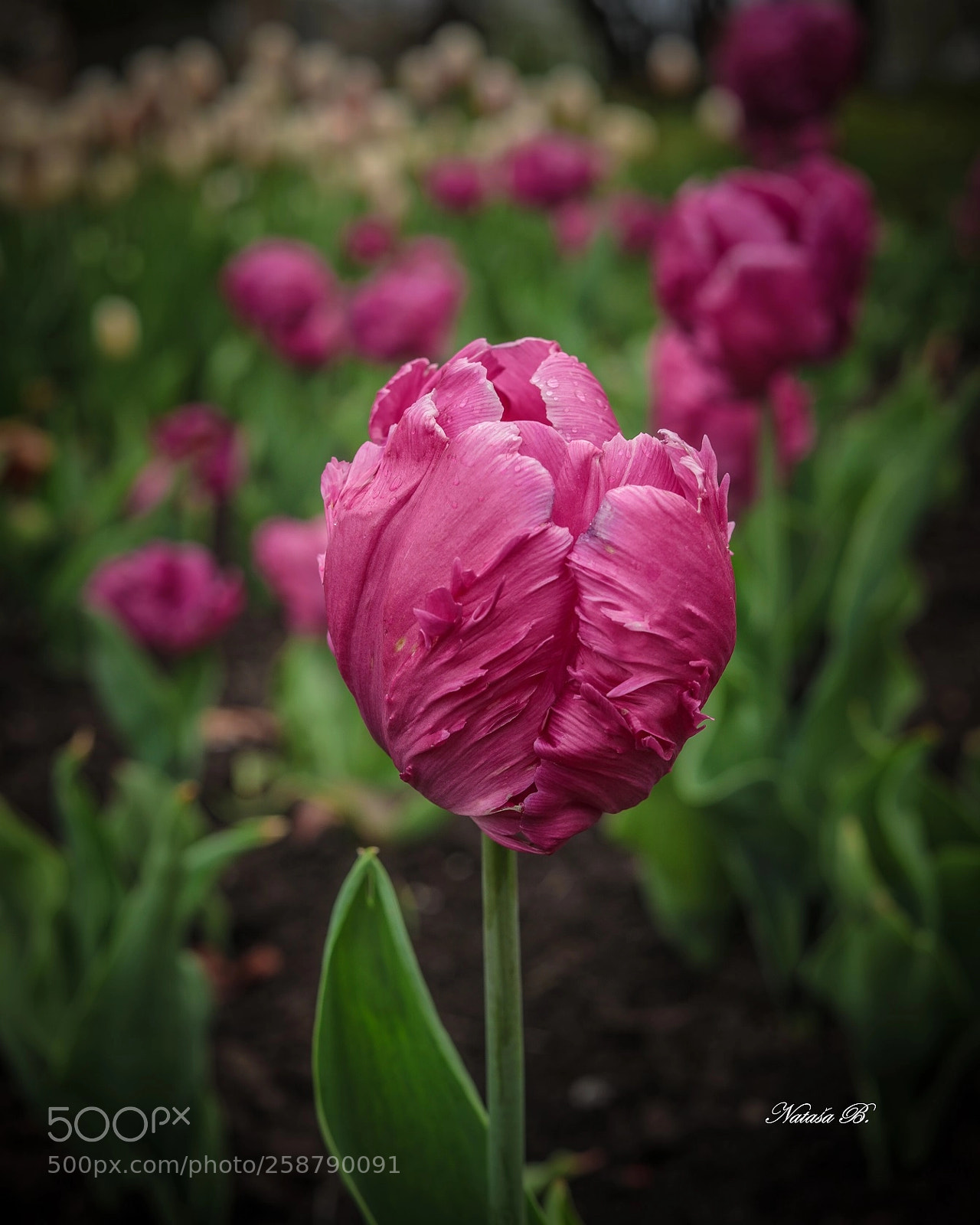 Canon EOS 5D Mark IV sample photo. Beauty.... photography