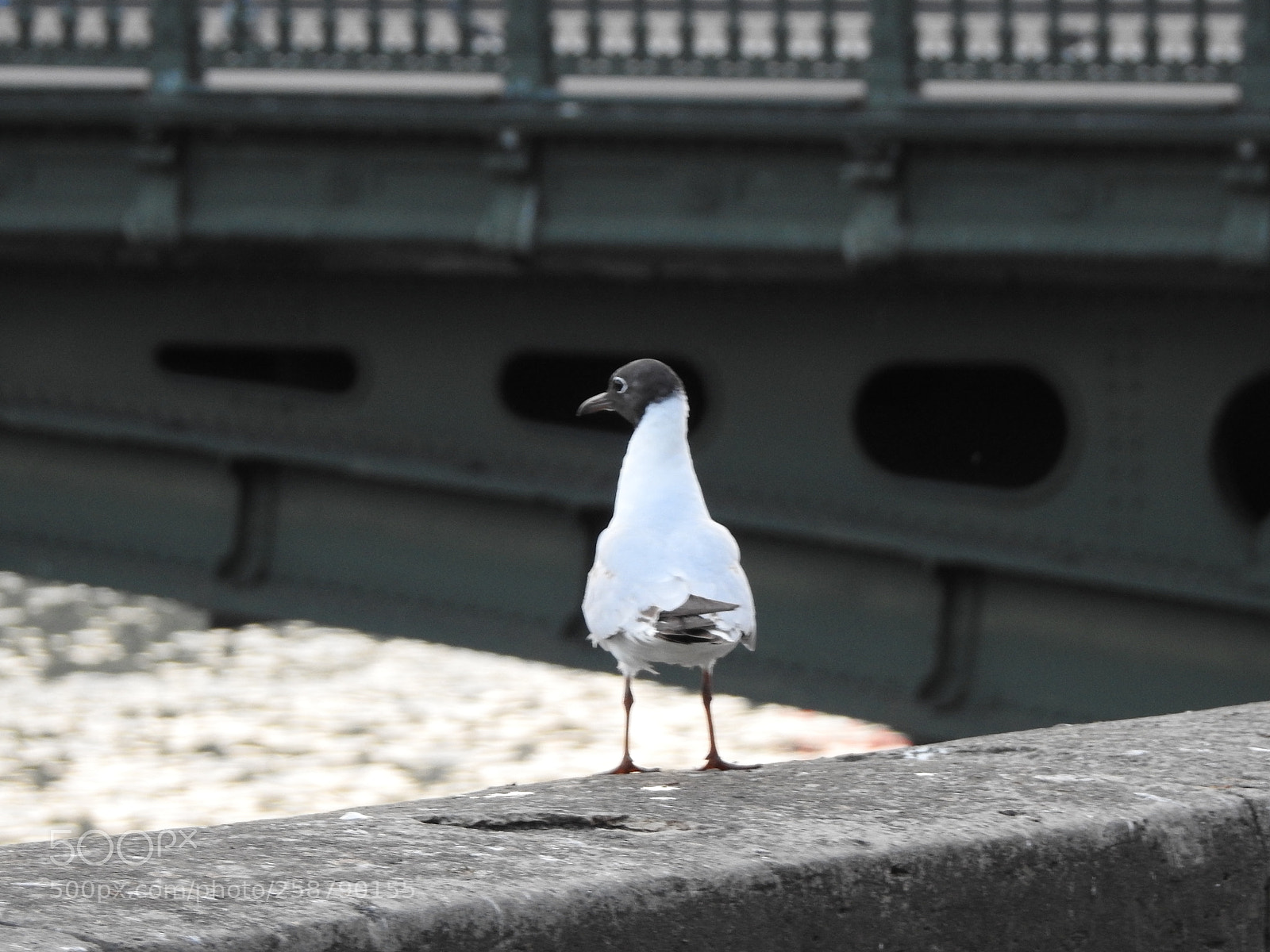 Nikon Coolpix P900 sample photo. Black headed seagull photography