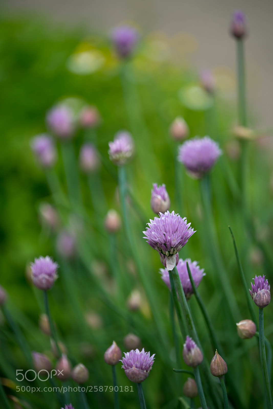 Sony a7R II sample photo. Spring day photography