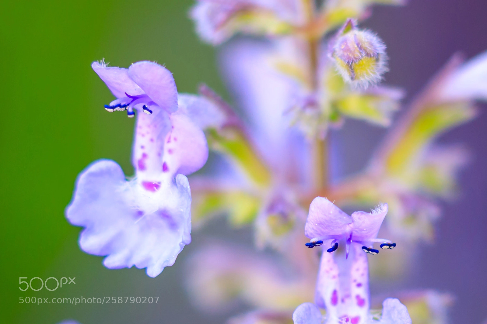 Canon EOS 5D Mark IV sample photo. Macro flower photography