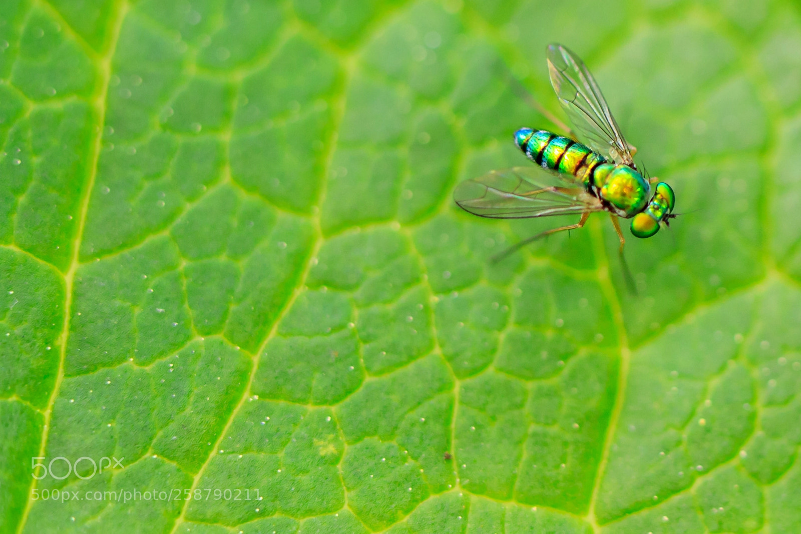 Canon EOS 5D Mark IV sample photo. Green fly photography