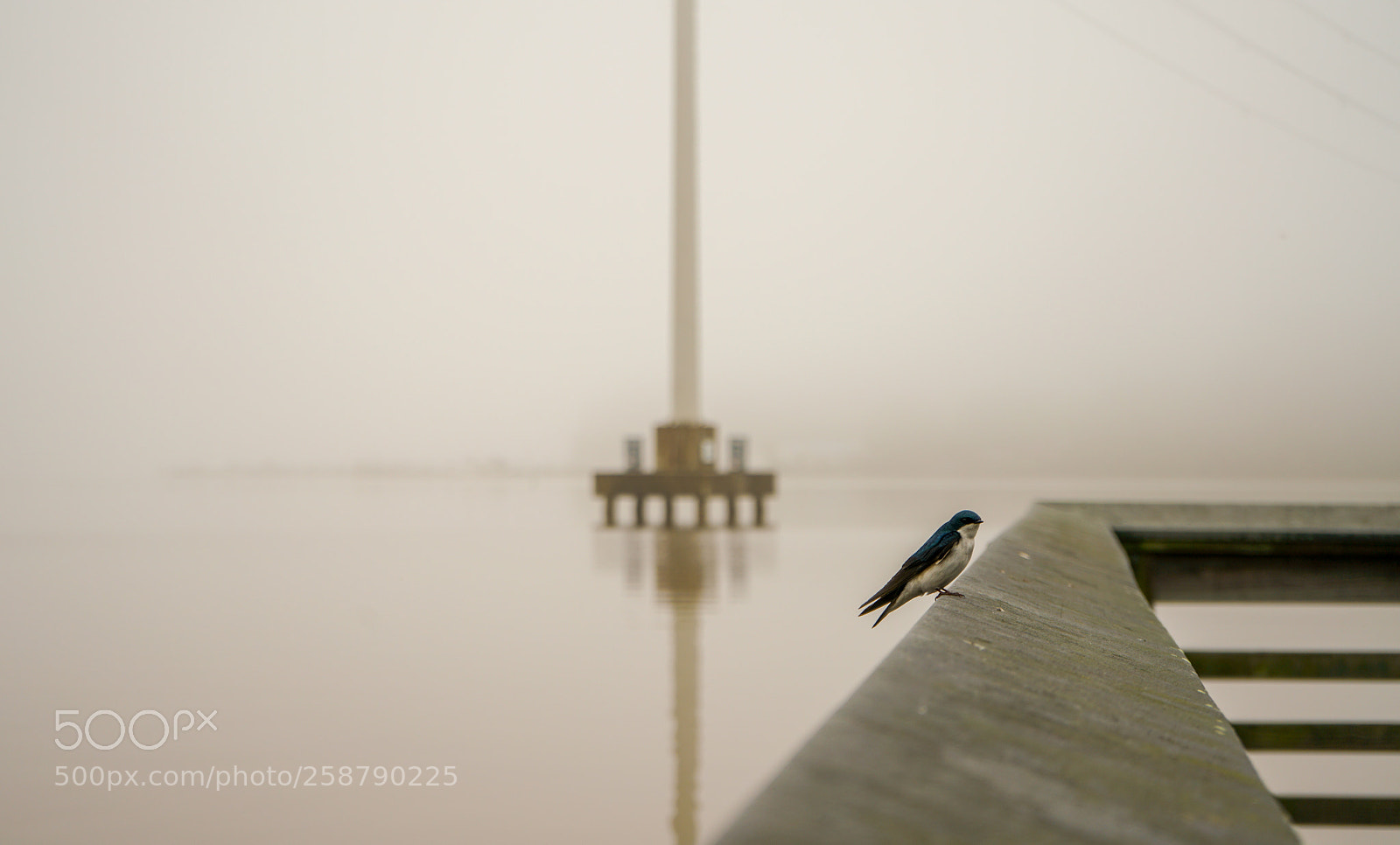 Sony a7R II sample photo. Dsc photography