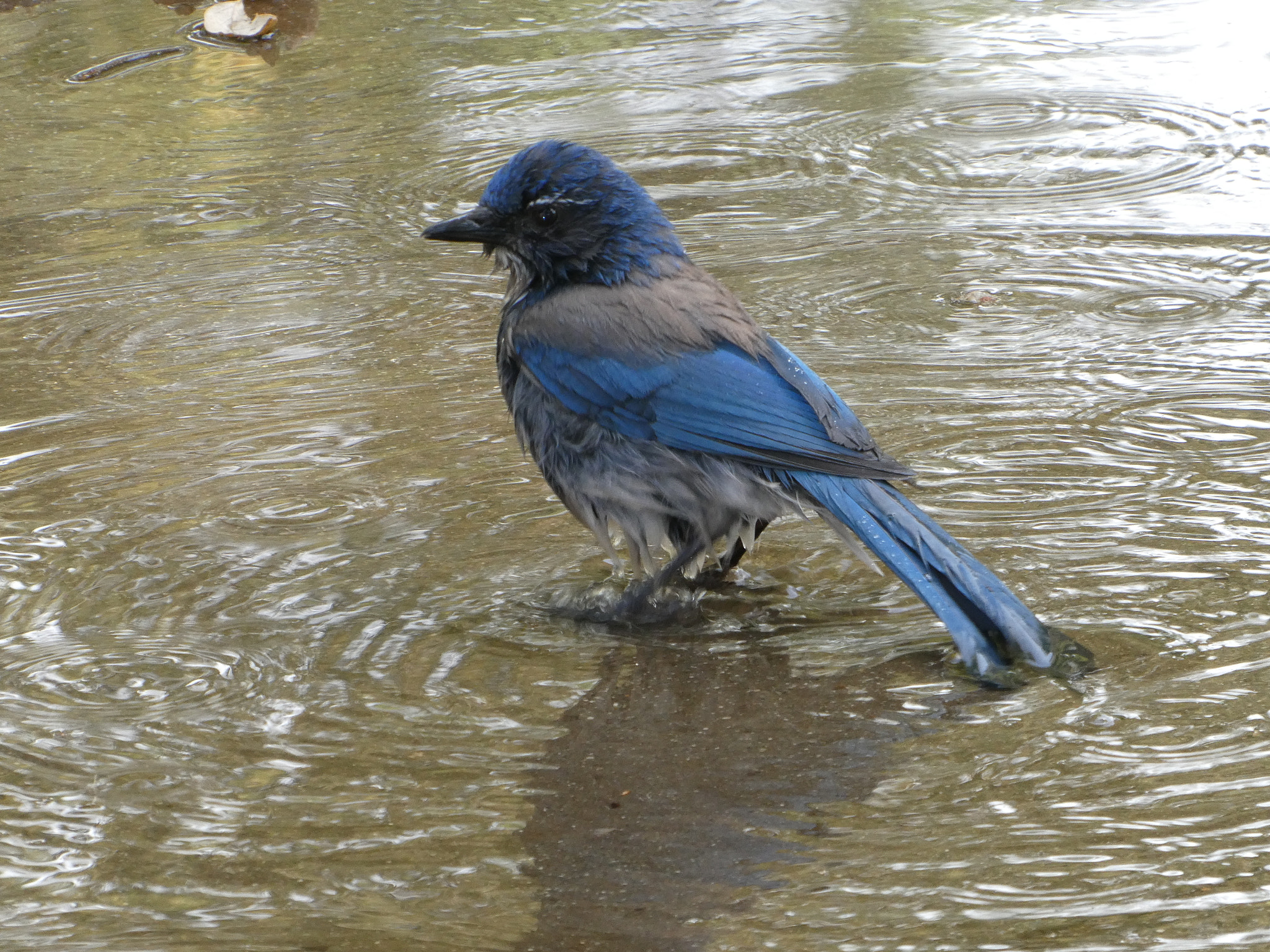 Panasonic DC-ZS70 sample photo. Bathing scrub jay photography