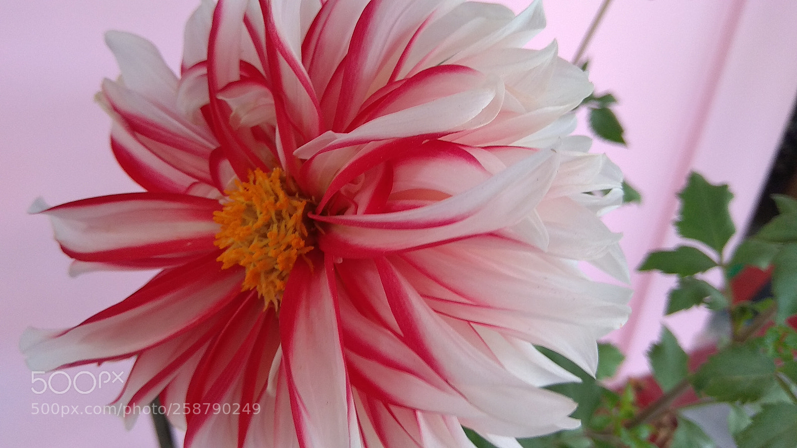 Xiaomi Redmi Note 4 sample photo. This one is most photography