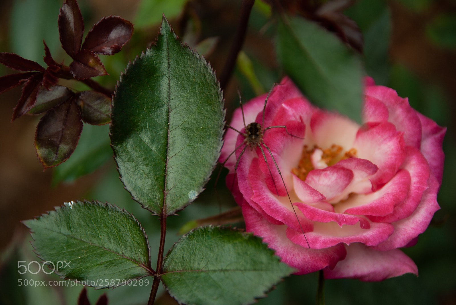 Nikon D40X sample photo. Home for a spider photography