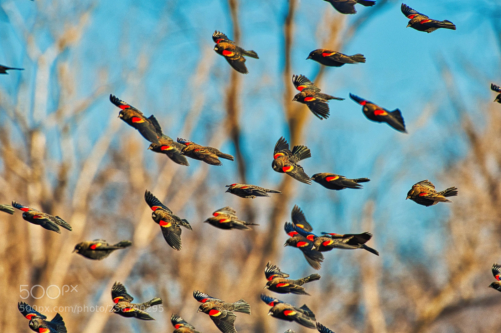Nikon D500 sample photo. Redwings on the fly photography